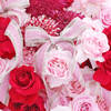 Shop 48 Pink Blooms Valentine's Day Arrangement