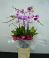 5 Stems Orchid Plant Online