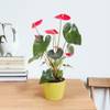 Anthurium Online