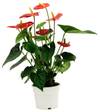 Anthurium Online