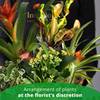 ARRANGEMENT OF PLANTS Online