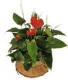 Arrangement of Plants Online