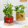 Balance Of Life- Money Plant And Bamboo Plant Combo