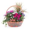 Basket of Plants Online