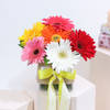 Beautiful Assorted Gerberas Online