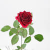 Gift Blooming Love Rose Plant