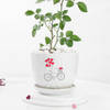 Buy Blooming Love Rose Plant