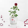 Blooming Love Rose Plant Online
