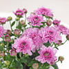 Buy Blossoming Chrysanthemum And Midnight Clay Pot