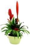 Bromelia Online