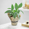 Buy Calathea Wishes