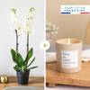 Candide et bougie - Orchid and candle Online