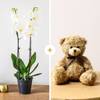 Candide et ourson - Orchid and teddy bear Online