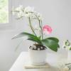 Gift Celestial White Orchid