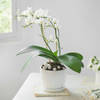 Gift Celestial White Orchid