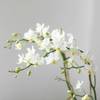 Buy Celestial White Orchid