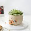 Gift Echeveria Spica Succulent with Guitar Buddy Pot