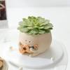 Echeveria Spica Succulent with Guitar Buddy Pot Online