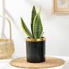 Elegant Snake Plant In Black And Gold Pot Online