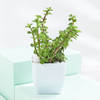 Shop Evergreen Harmony Plant Bundle