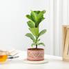 Fiddle Leaf Fig In Desert Lines Pot
