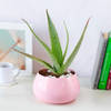 Hello Aloe in Pink Online
