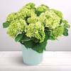 Hortensia blanc Online