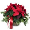 Indoor plant Christmas Dream poinsettia Online