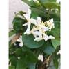 Jasmine Plant Online