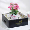 Shop Kalanchoe Beauty