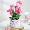 Kalanchoe Beauty Online