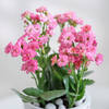 Gift Kalanchoe Knots