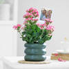 Gift Kind Like Kalanchoe
