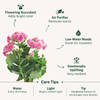 Shop Kind Like Kalanchoe