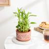 Buy Lovely Two-Layer Bamboo Plant In Terracotta Planter