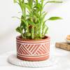 Shop Lovely Two-Layer Bamboo Plant In Terracotta Planter