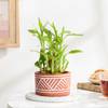 Lovely Two-Layer Bamboo Plant In Terracotta Planter Online