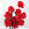 Buy Lovely Valentine - 9 Red Rose Special Arrangement
