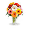 Mix Gerbera Online