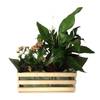 Mixed Plants In Box (Subject to availability) Online