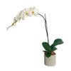 Moth Orchid Online