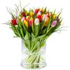 Multi tulipa Online