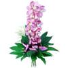 Orchid- elegance and finess. Online