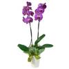Orchid in a pot Online