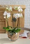 Orchid plant Online