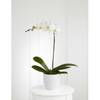 Orchid Plant Online