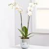 Orchid Plant Online