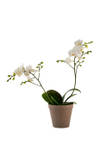 Orchid White 242678 Online