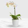 Phalaenopsis orchid in a pot Online