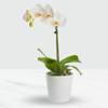 Phalaenopsis Orchid in Pot Online